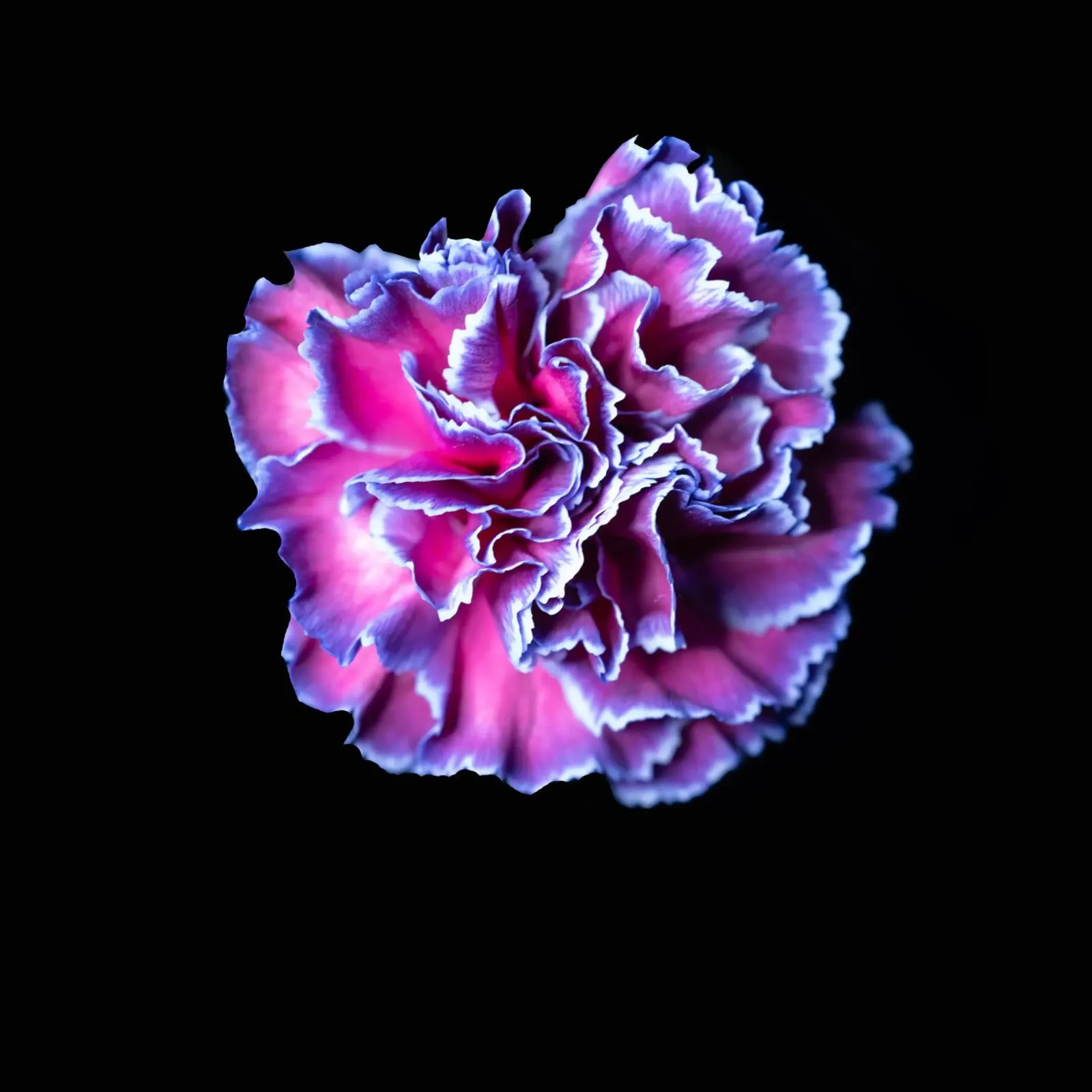 Makro Flower pellicola backlit da Flo Klein