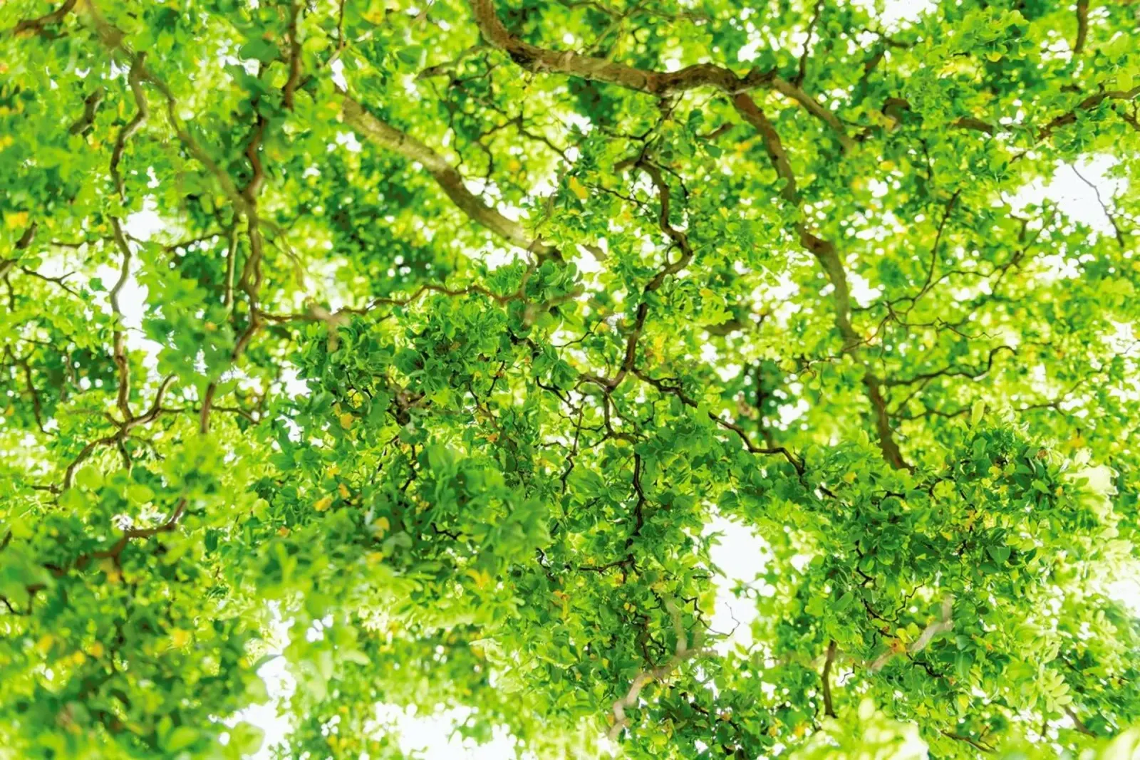 Hazel Tree pellicola backlit da Curious Collections by Marielle Leenders