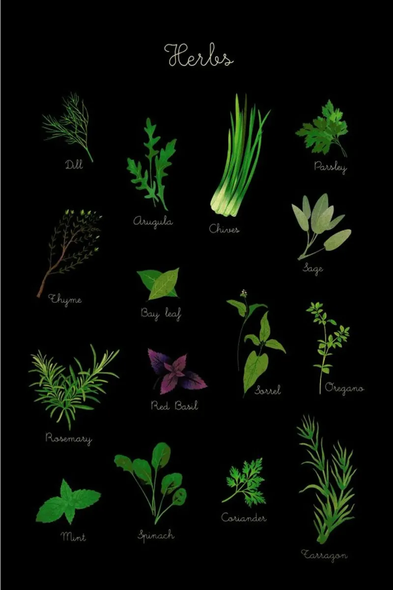 Herbs pellicola backlit da Lesja Chernish