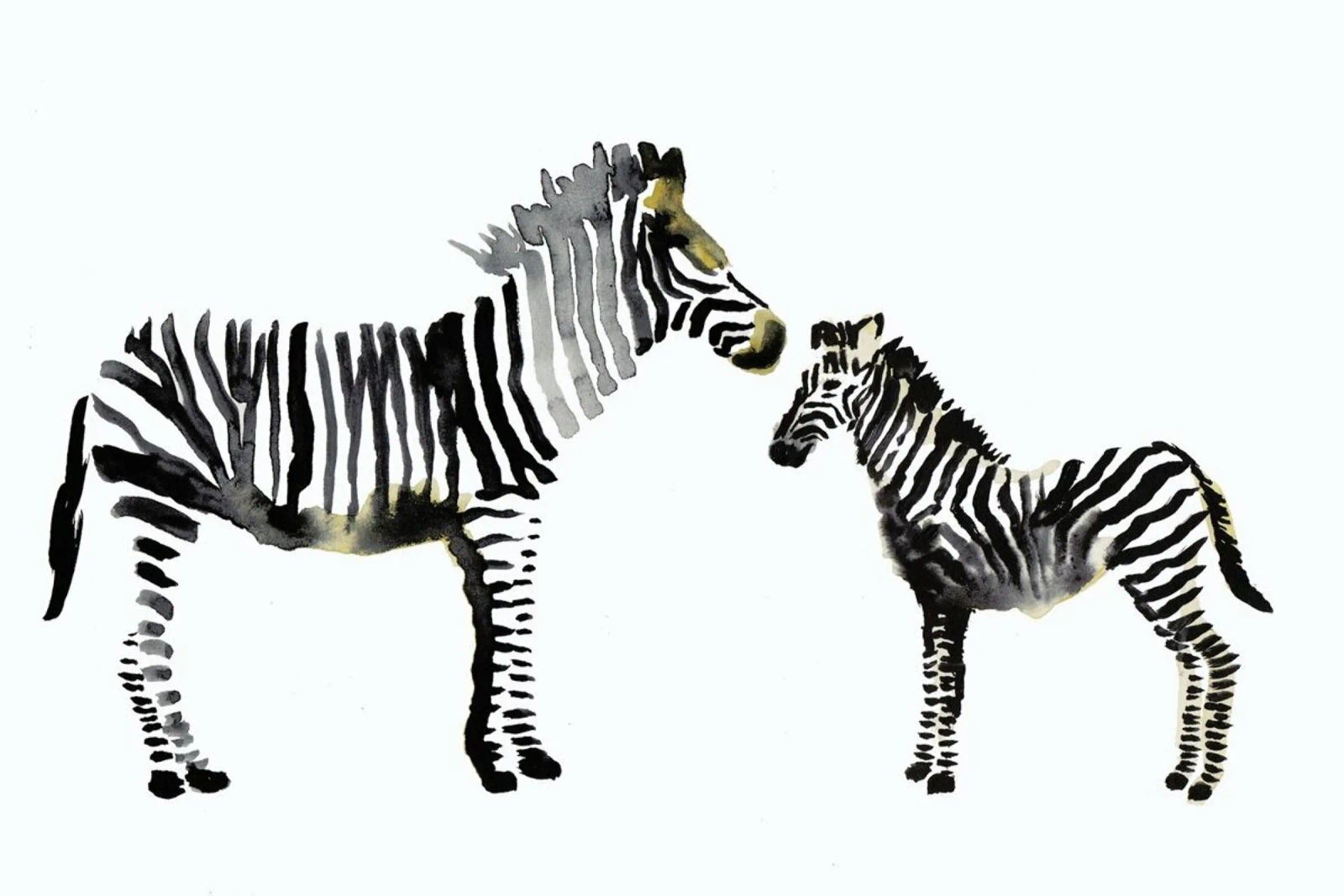 Zebra pellicola backlit da Farina Kuklinski