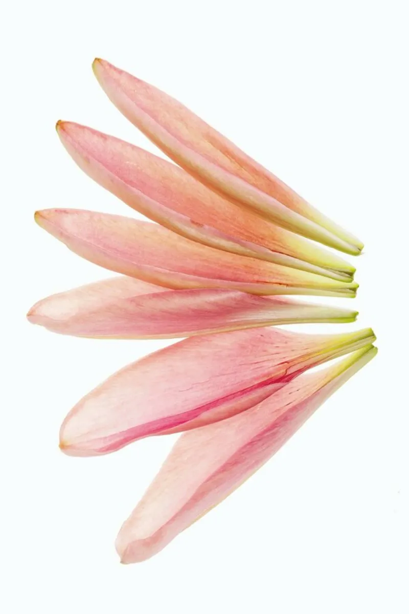 Lillyleaves pellicola backlit da Curious Collections by Marielle Leenders