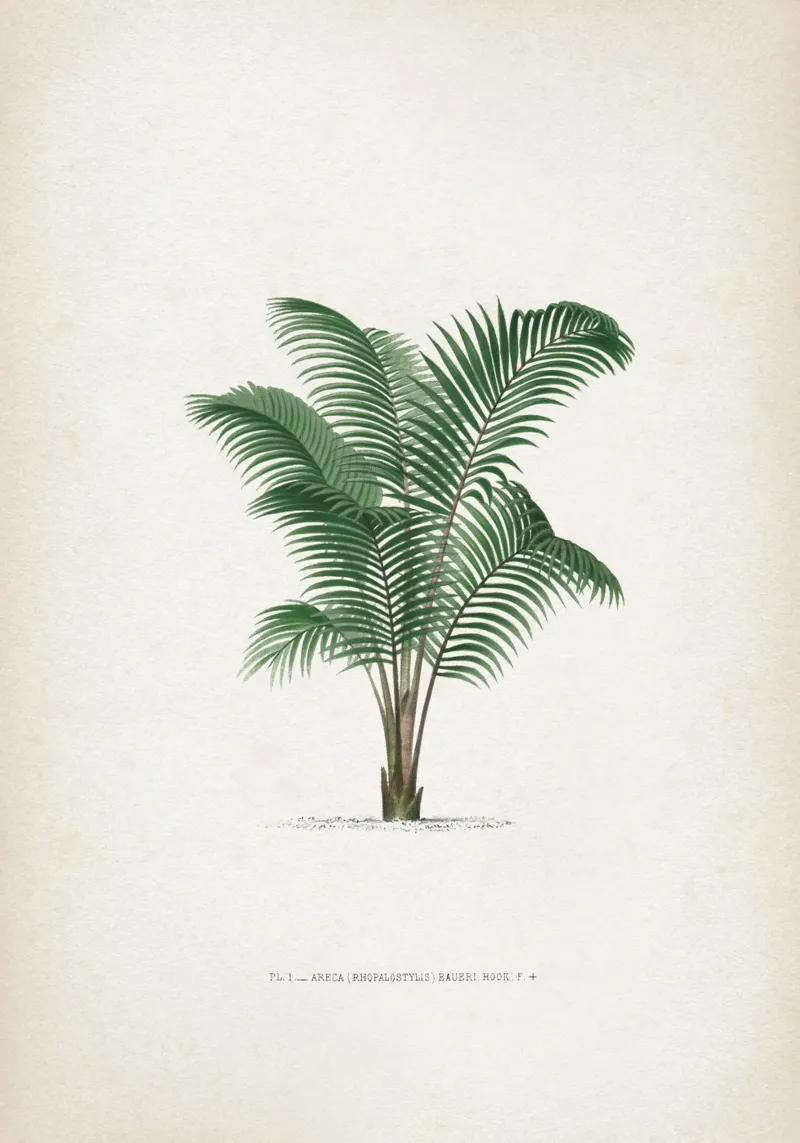 Vintage Kerchove 2 Les Palmiers 1 pellicola backlit da Vintage Print Collection