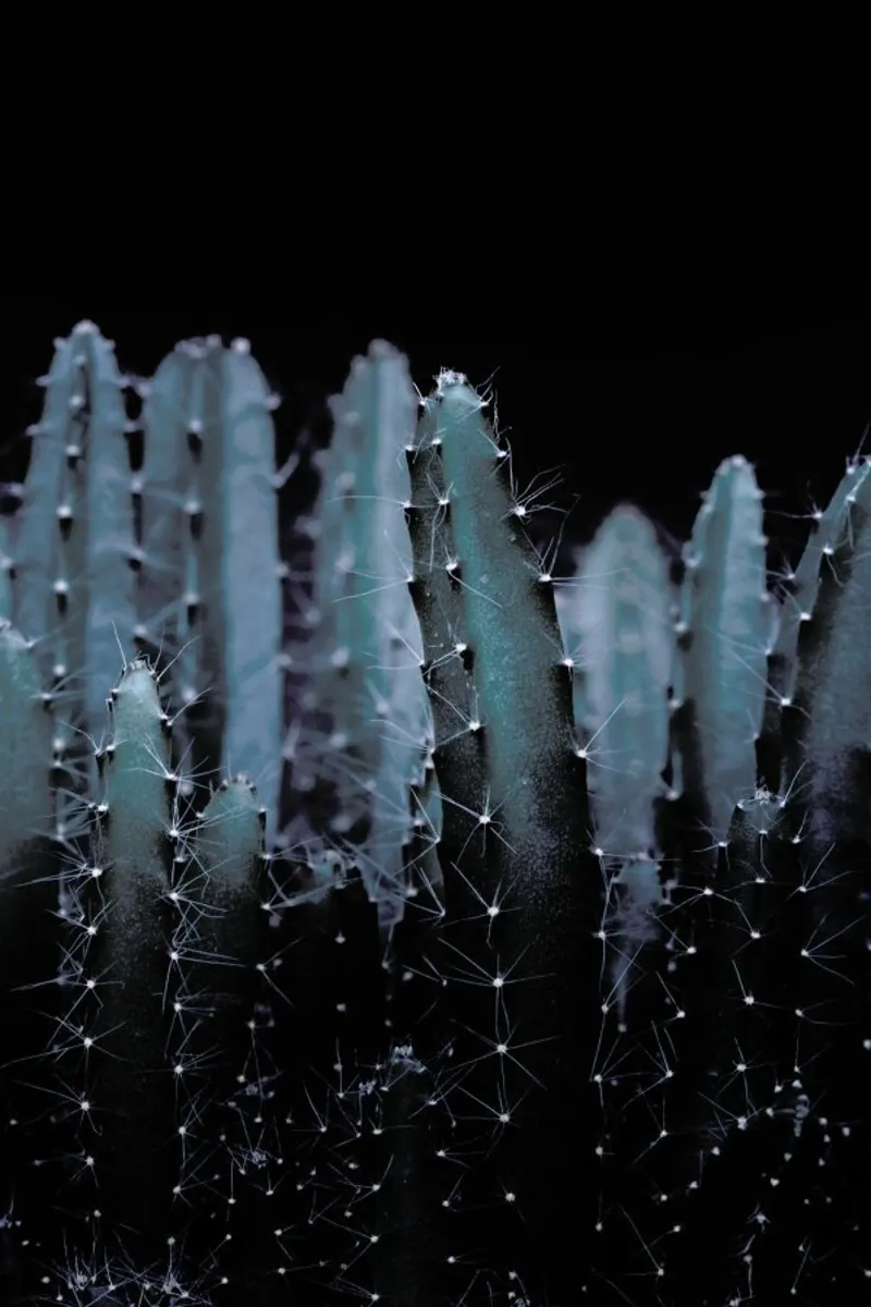 Piante scure 2 Cactus plexiglass da Monika Strigel