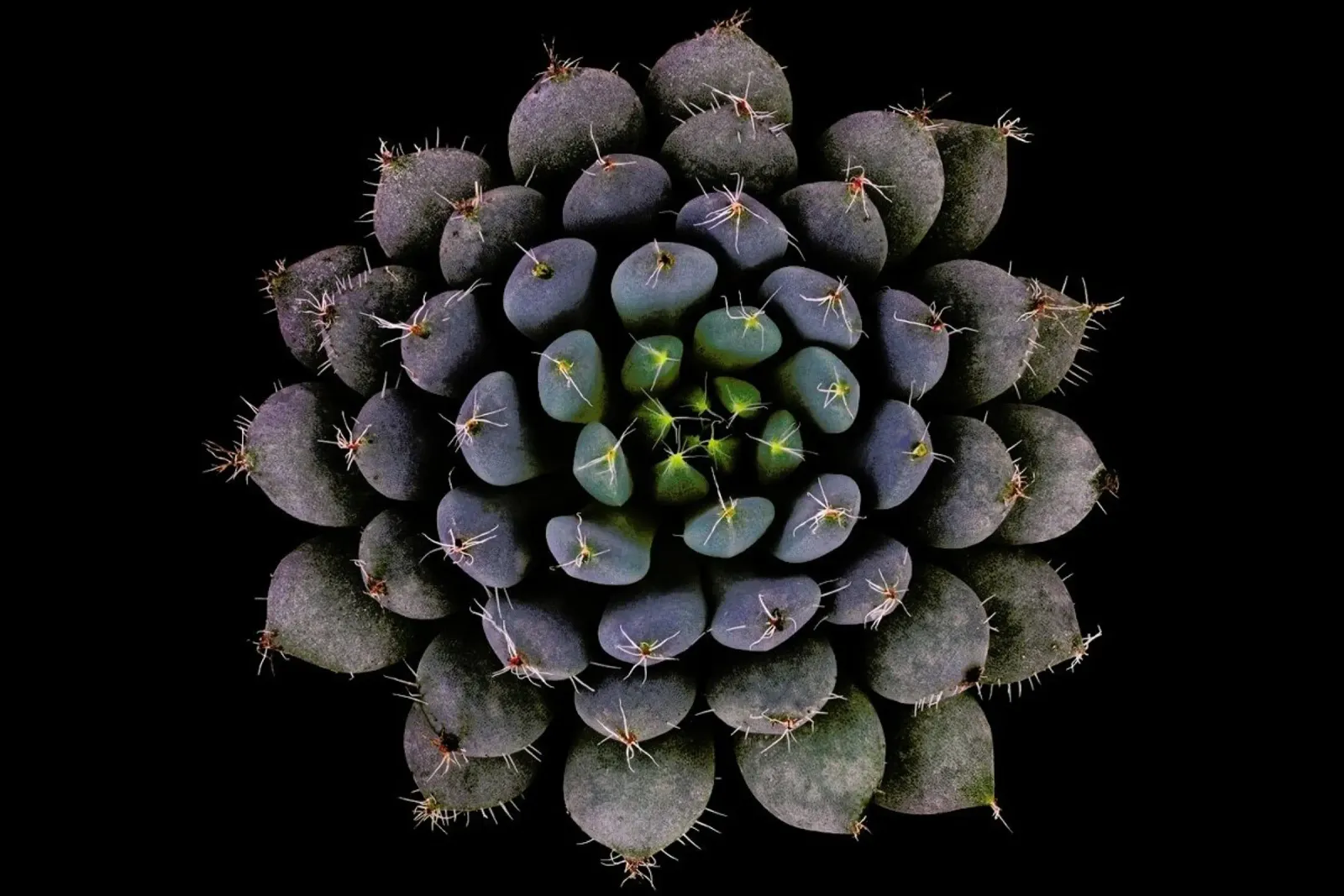 Echeveria Setosa Var. Deminuta - Victor Mozqueda poster con telaio in legno da Pictufy