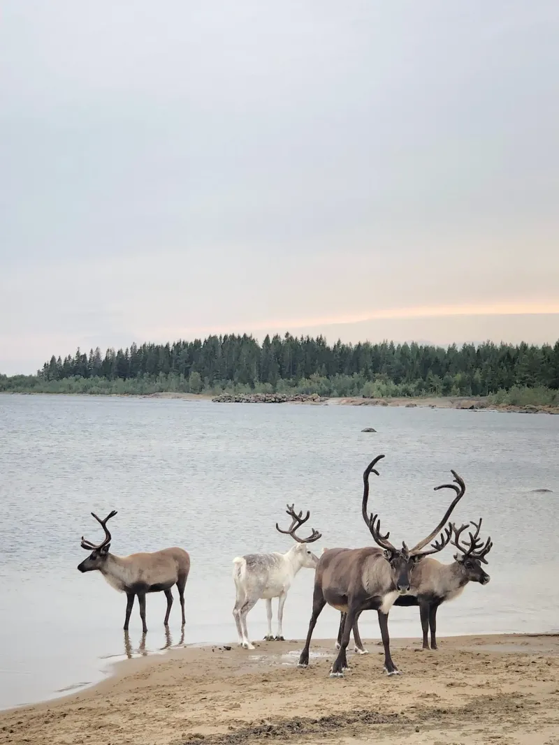 Reindeer canvas met Baklijst van SteffisNatursicht