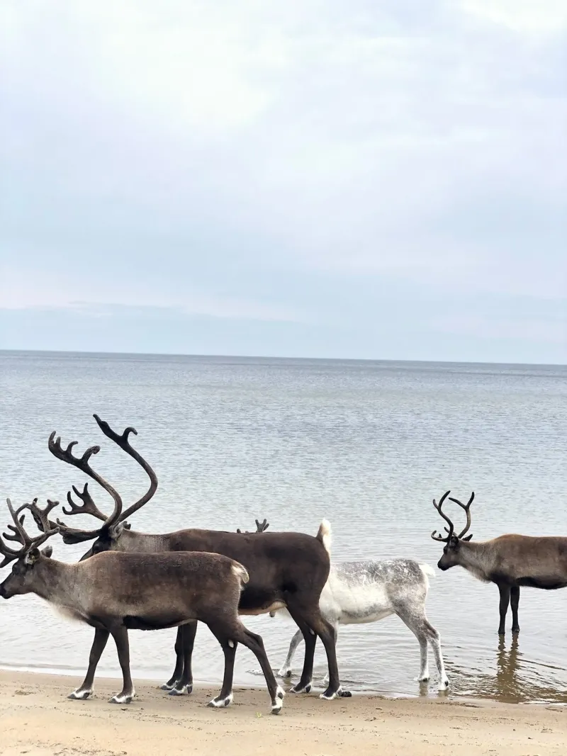 Reindeer canvas met Baklijst van SteffisNatursicht