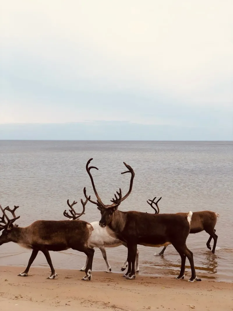 Reindeer pellicola backlit da SteffisNatursicht
