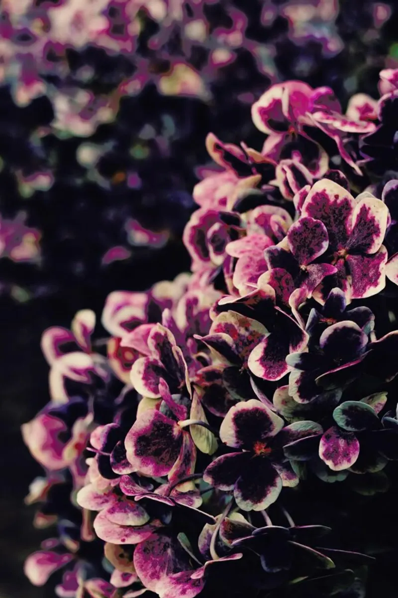 Deep Purple pellicola backlit da Ingrid Beddoes