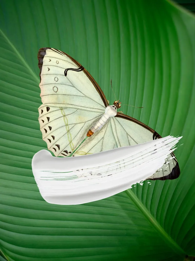 Butterfly on the leaf carta hahnemühle da LisaArtes