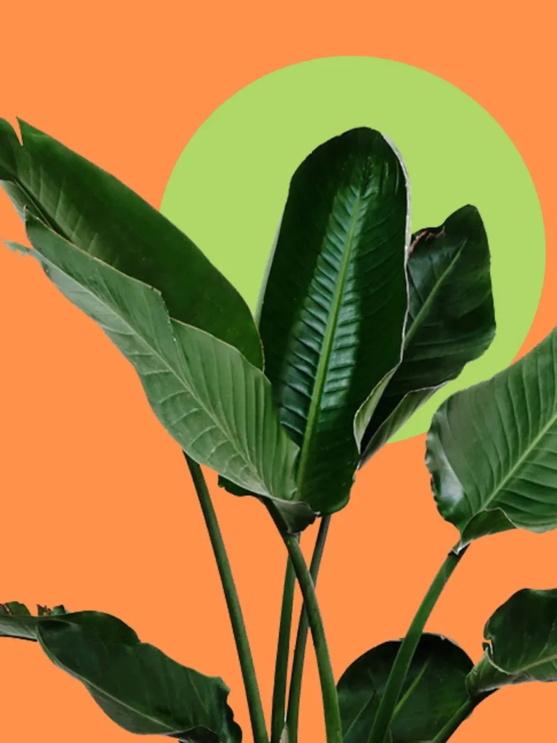 Large lush green leaves poster by LisaArtes