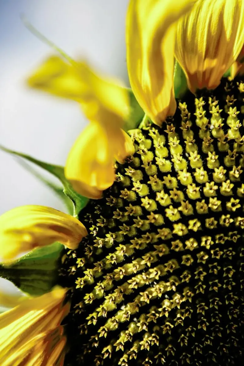 Sunflower pellicola backlit da Shot By Clint