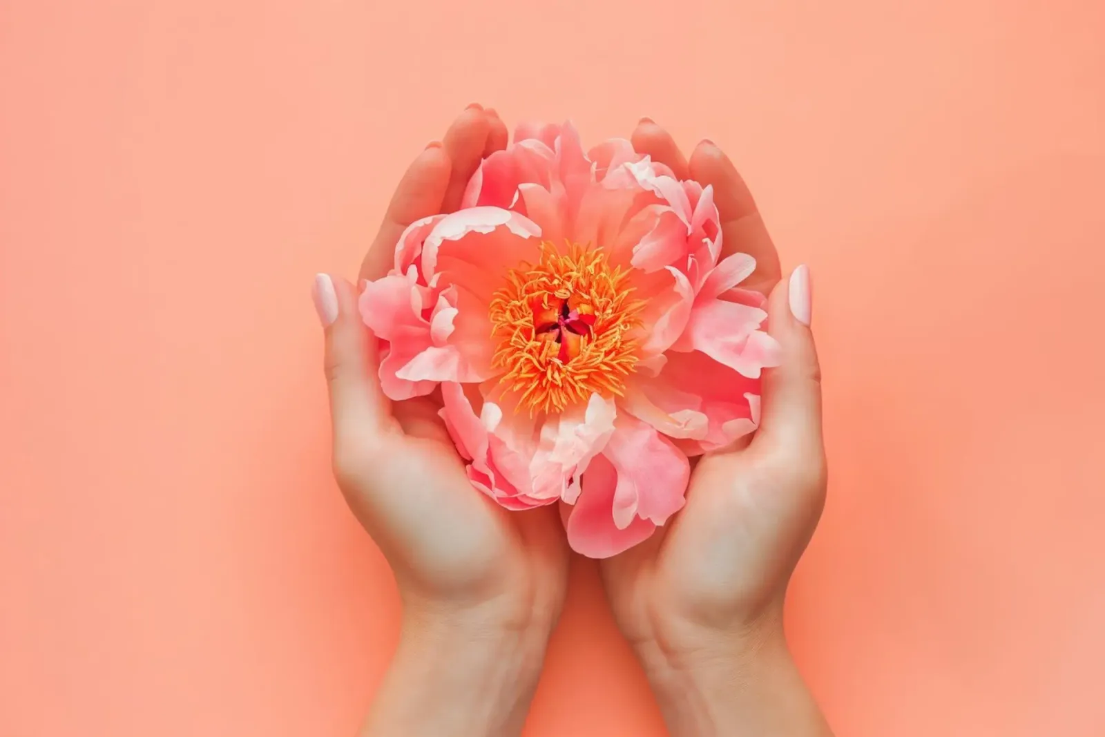 Pivoine rose dans les mains sur fond doux alu dibond de Lisa Artifexia