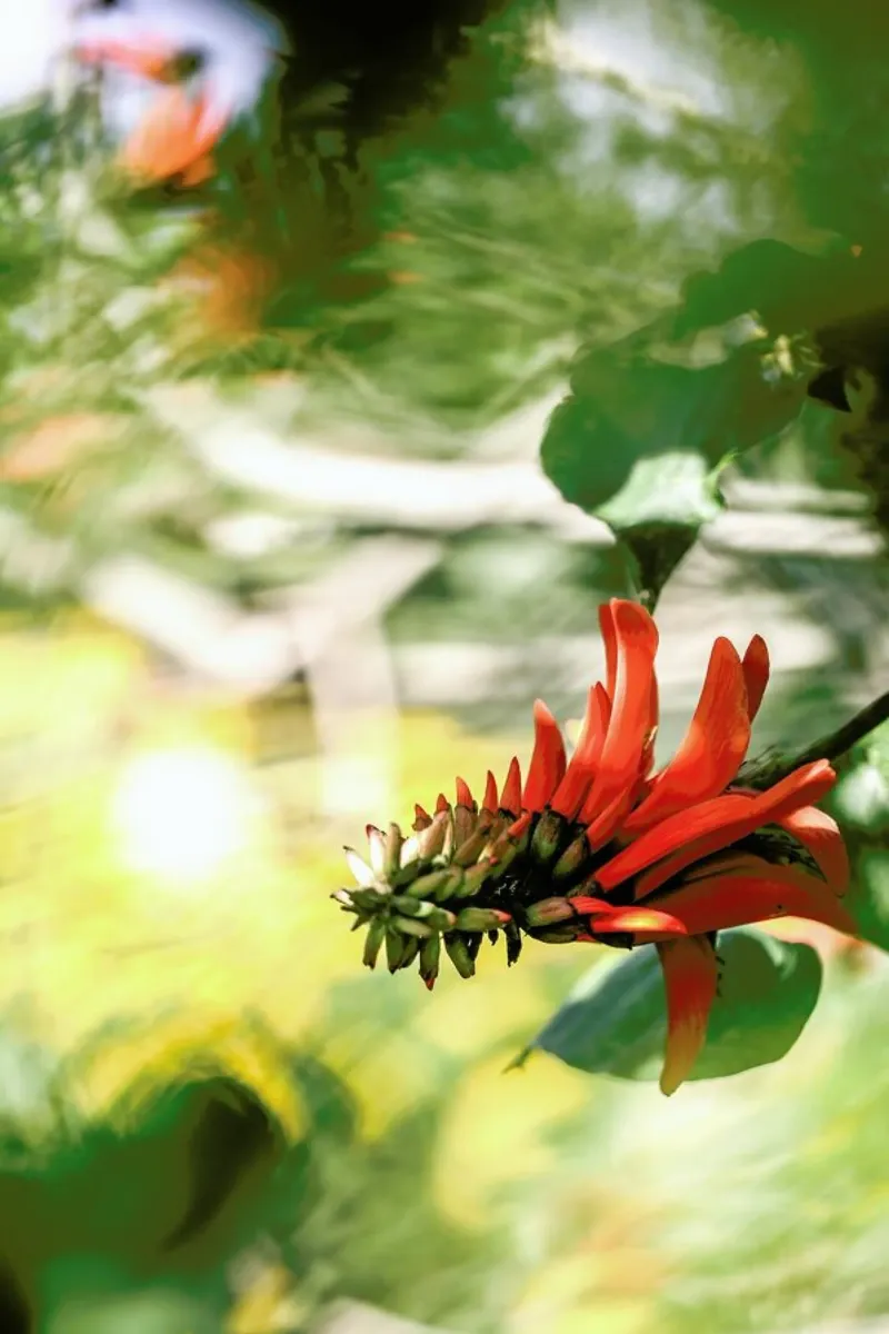 Coral Tree pellicola backlit da Shot By Clint