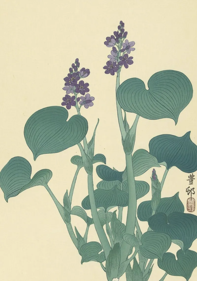 Bloeiende hosta - Ohara Koson canvas met Baklijst van William Store