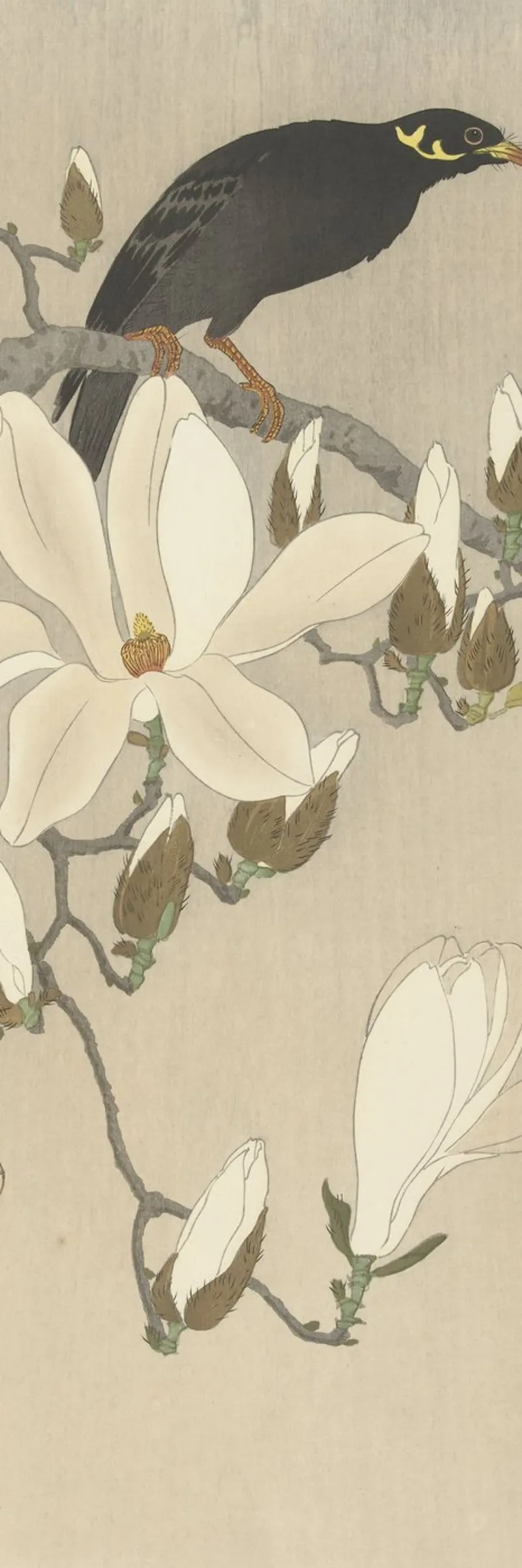 Myna on Magnolia Branch, Ohara Koson, canvas with Floater frame by William Store