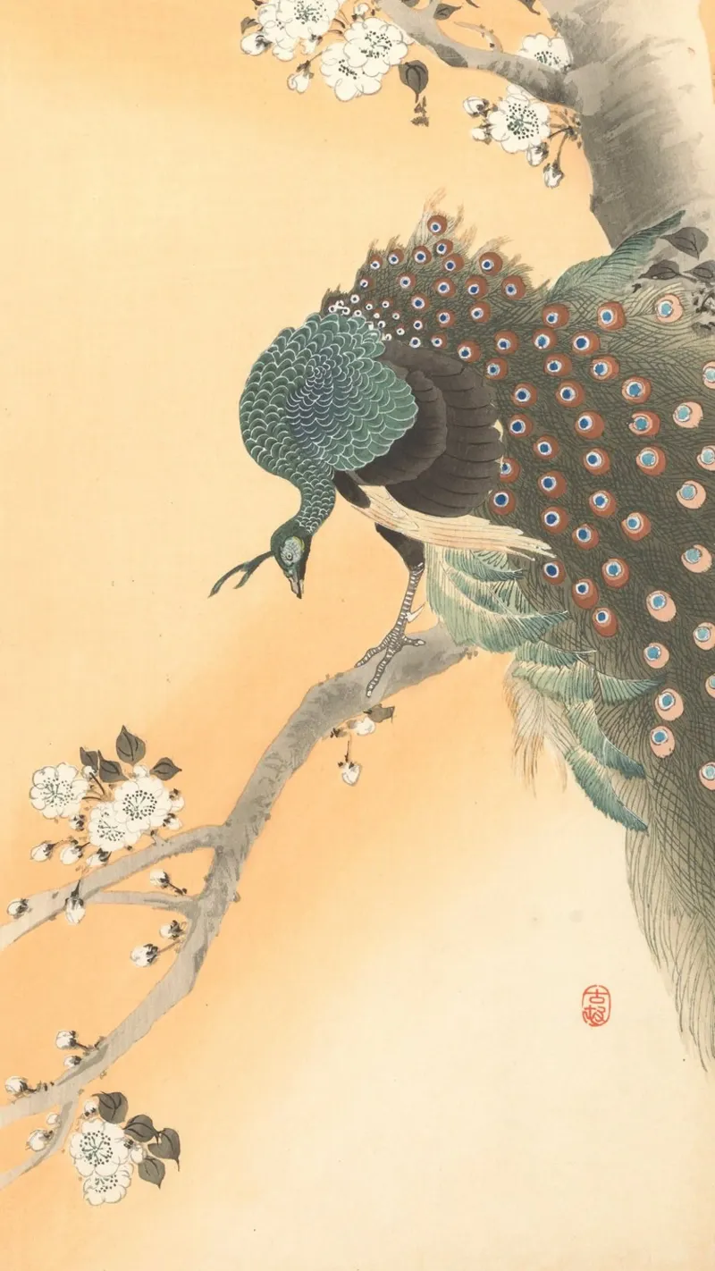 Pavone sul ciliegio - Ohara Koson poster con telaio in plastica da William Store