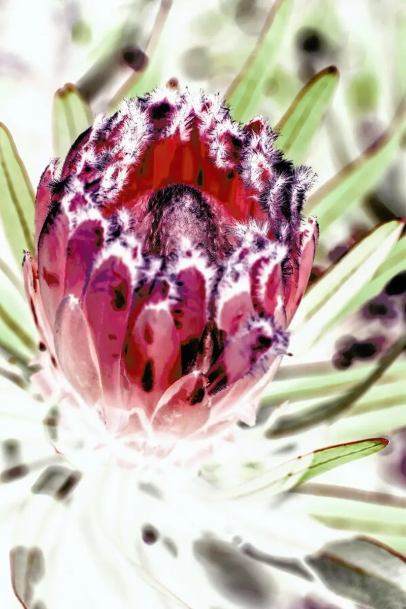 Wild Protea pellicola backlit da Shot By Clint