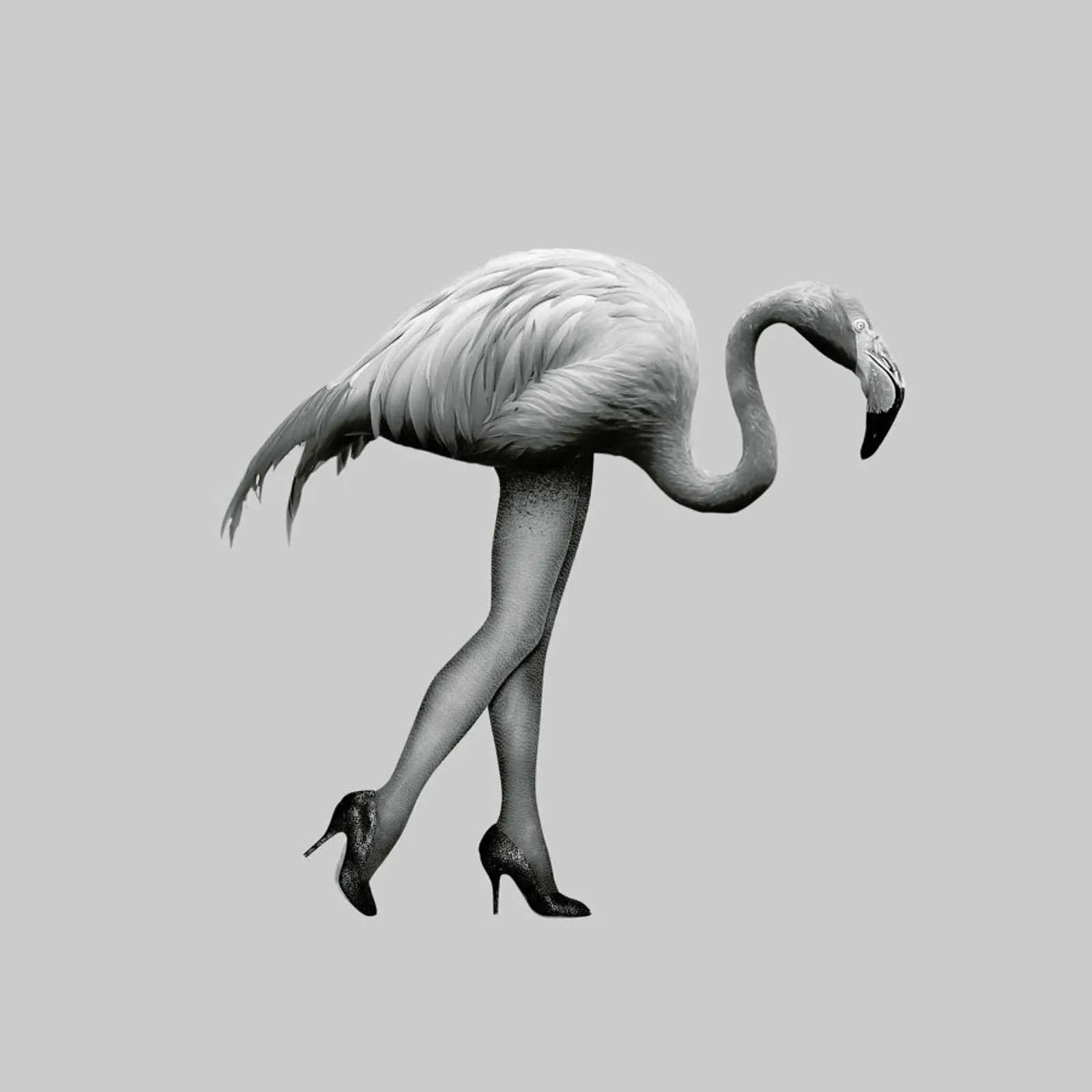 Flamingo-go Girl pellicola backlit da Chris Wharton