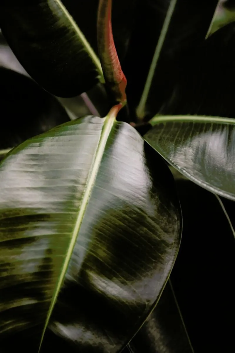 Ficus Bubu pellicola backlit da Shot By Clint