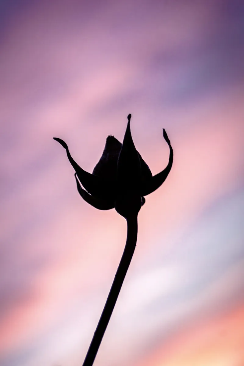 Silhouette d'une Rose au coucher de soleil poster by Neige Nature Capture