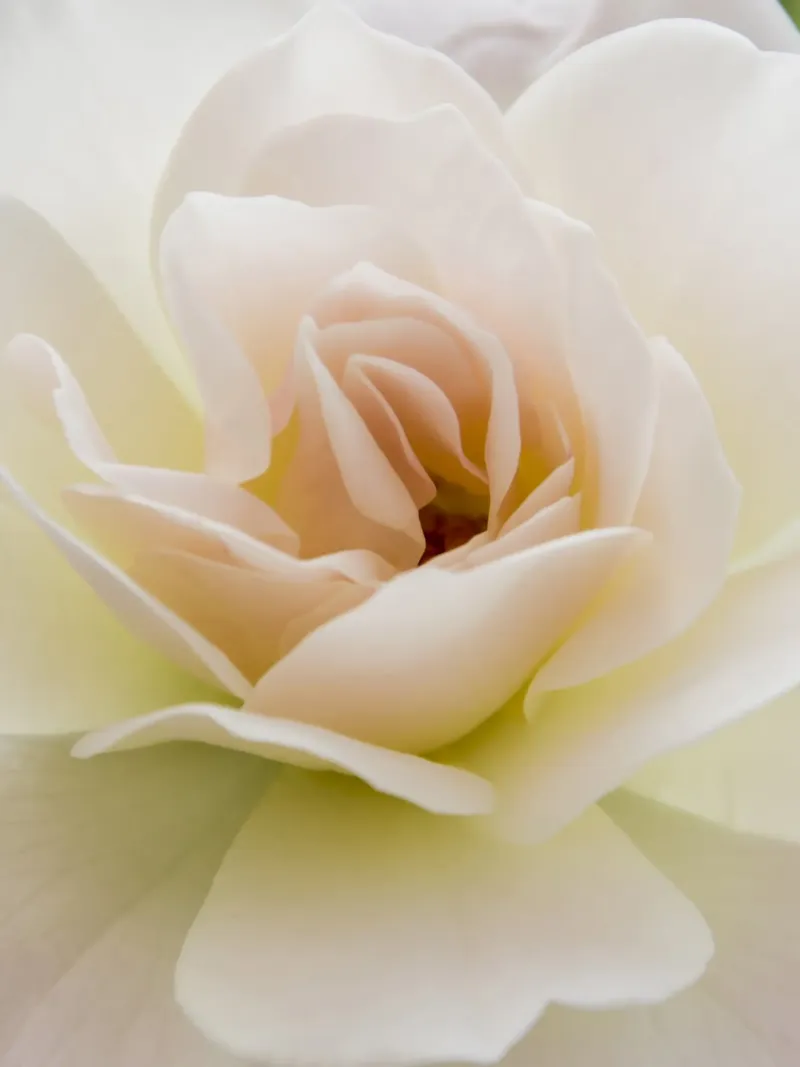 Flower beige rose acrylic glass by Teresa André