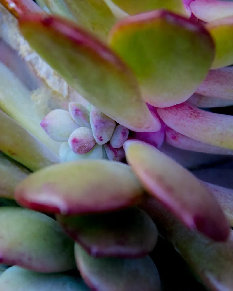 Dettaglio succulente pellicola backlit da Teresa André