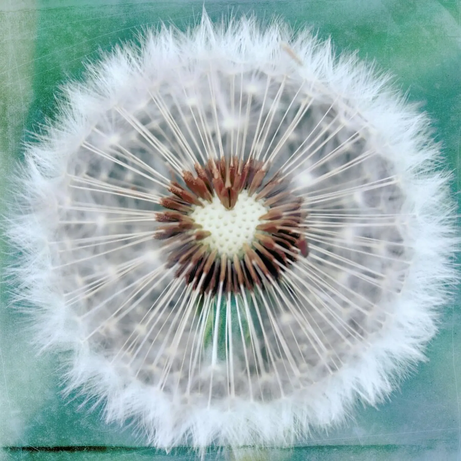 Dandy Heart pellicola backlit da Robin Delean