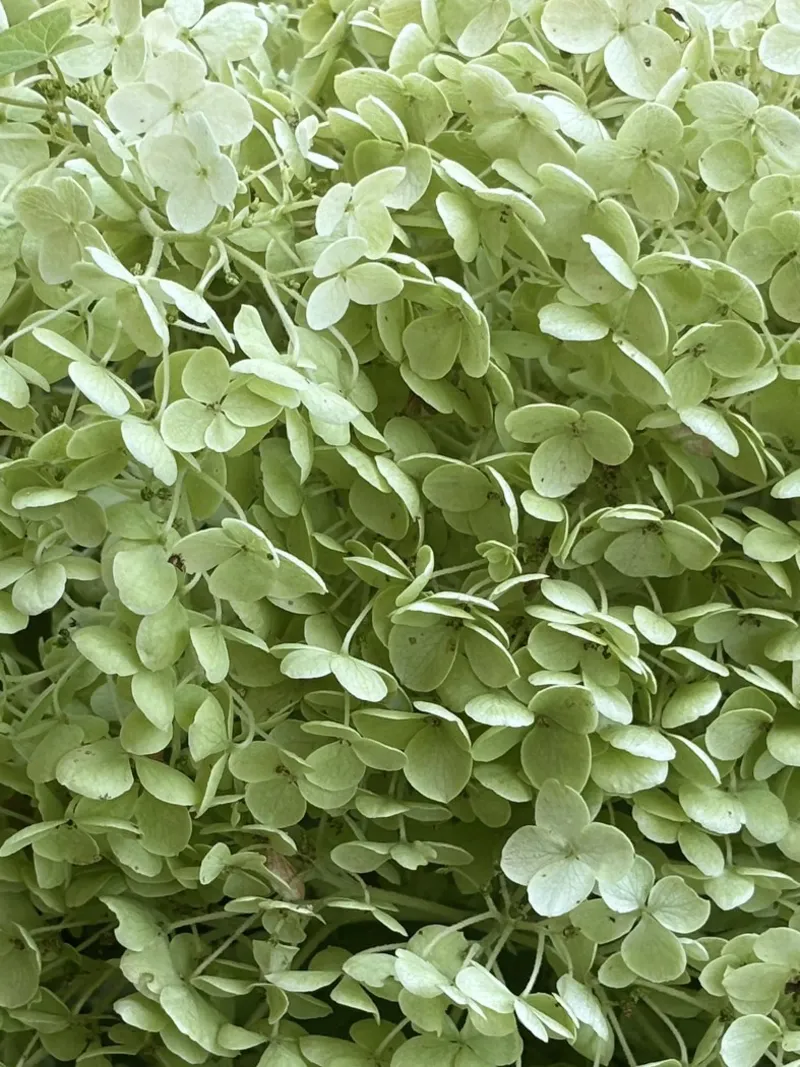 Hydrangea poster by Estelle Création