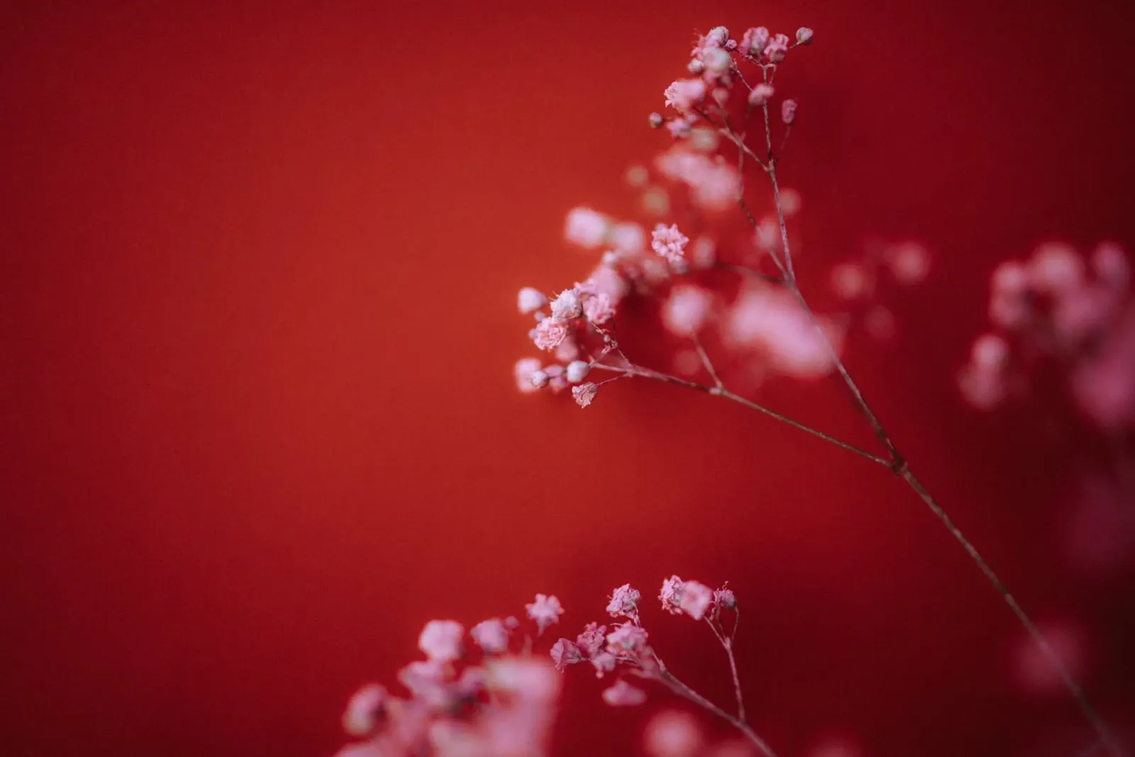 Pink Gypsophila Pt. I hahnemühle by selfieswithlove