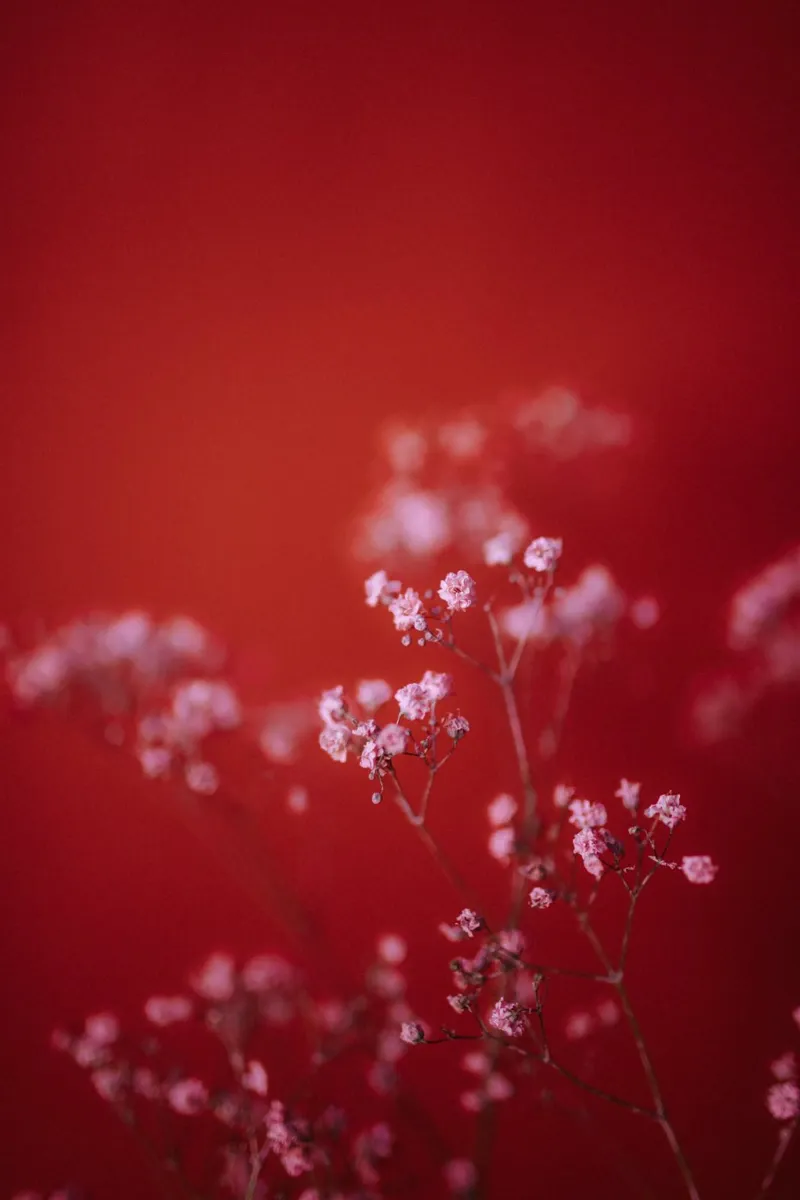 Pink Gypsophila Pt. III hahnemühle by selfieswithlove