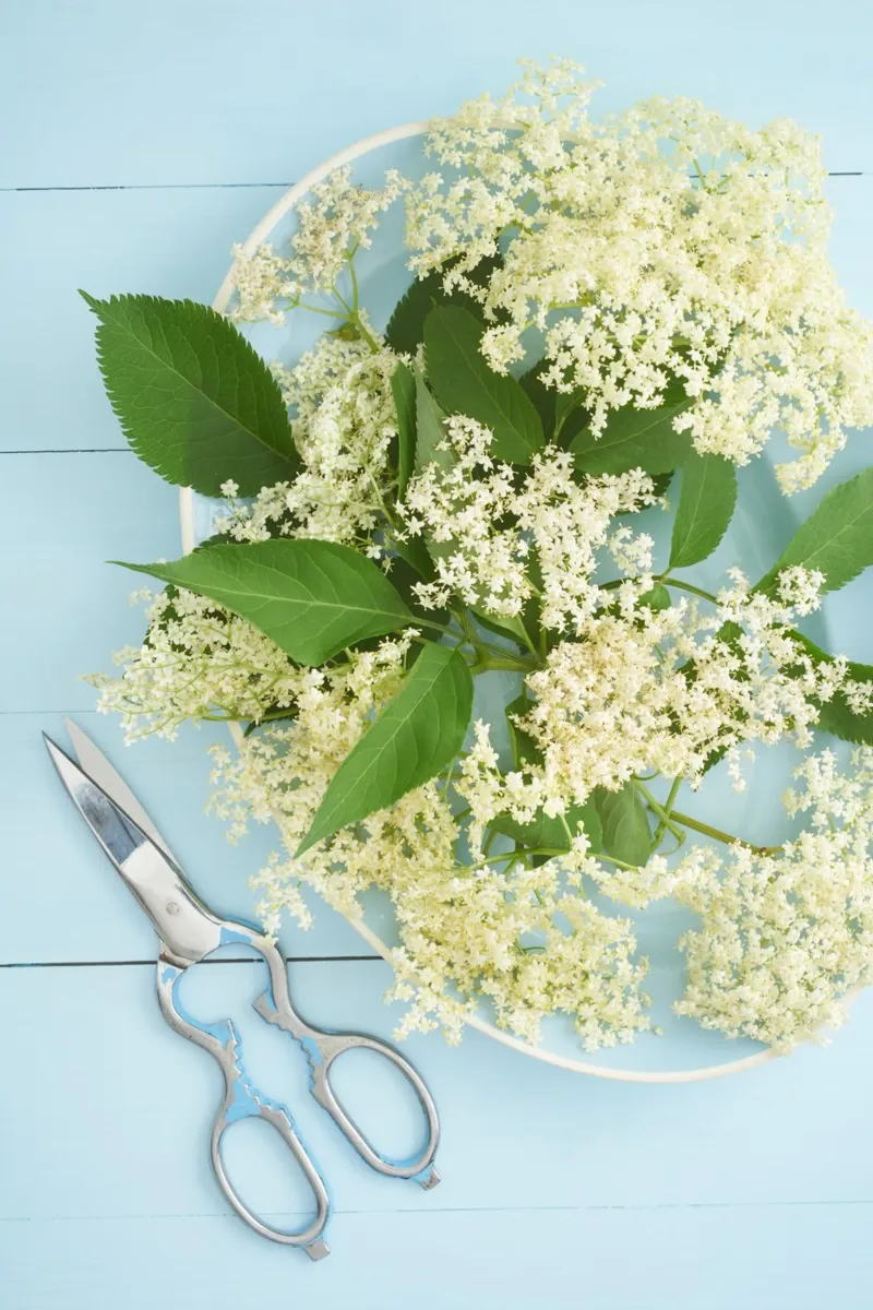 Raccolta di fiori di sambuco su tavolo blu rustico plexiglass da foodphotolove