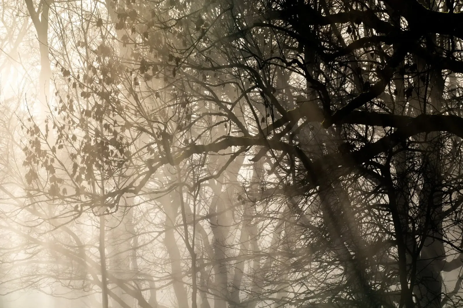 An image of a beautiful tree in the fog in the forest poster da anderm