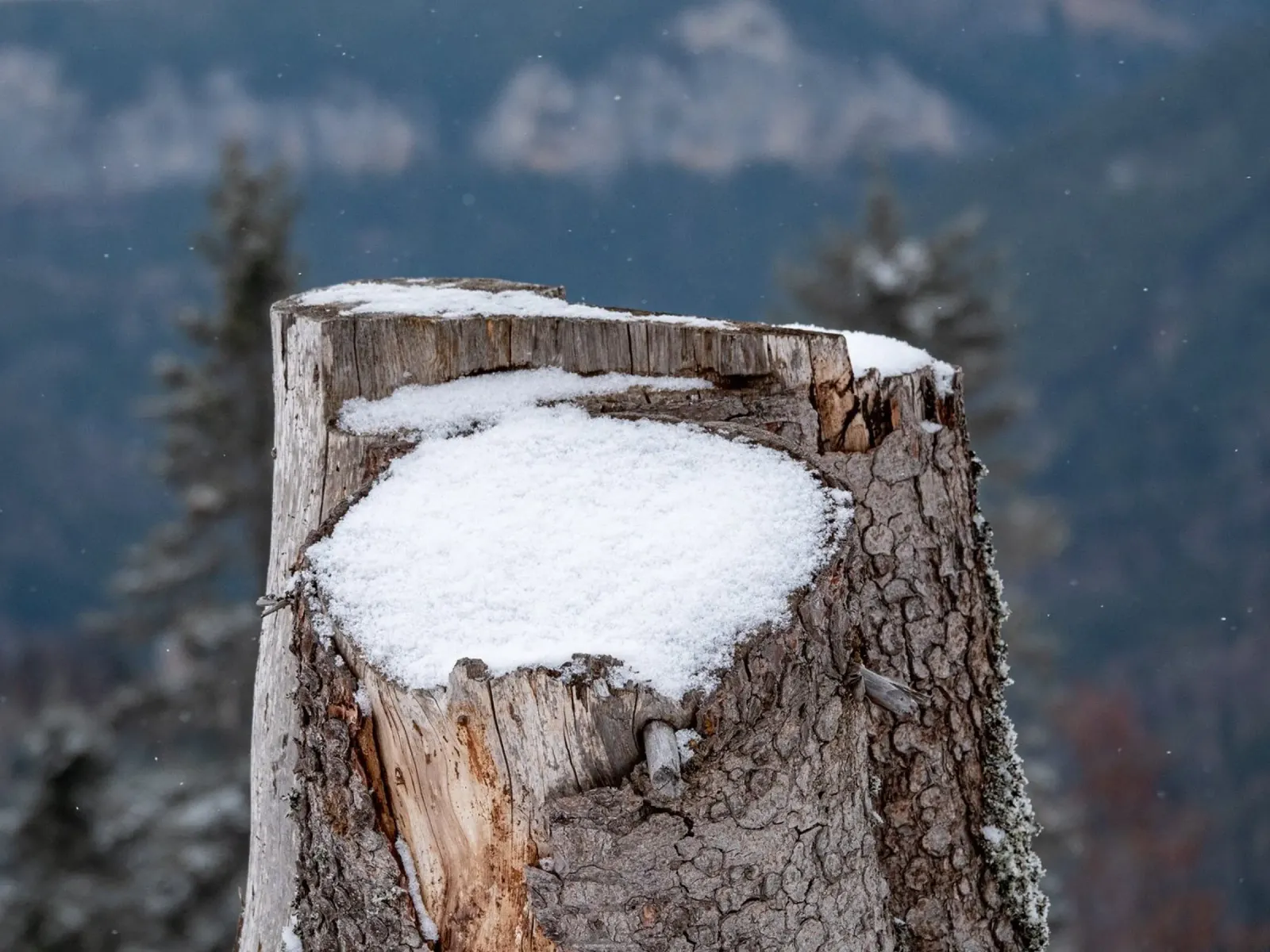 Tronco d'albero coperto di neve poster con telaio in alluminio da anderm