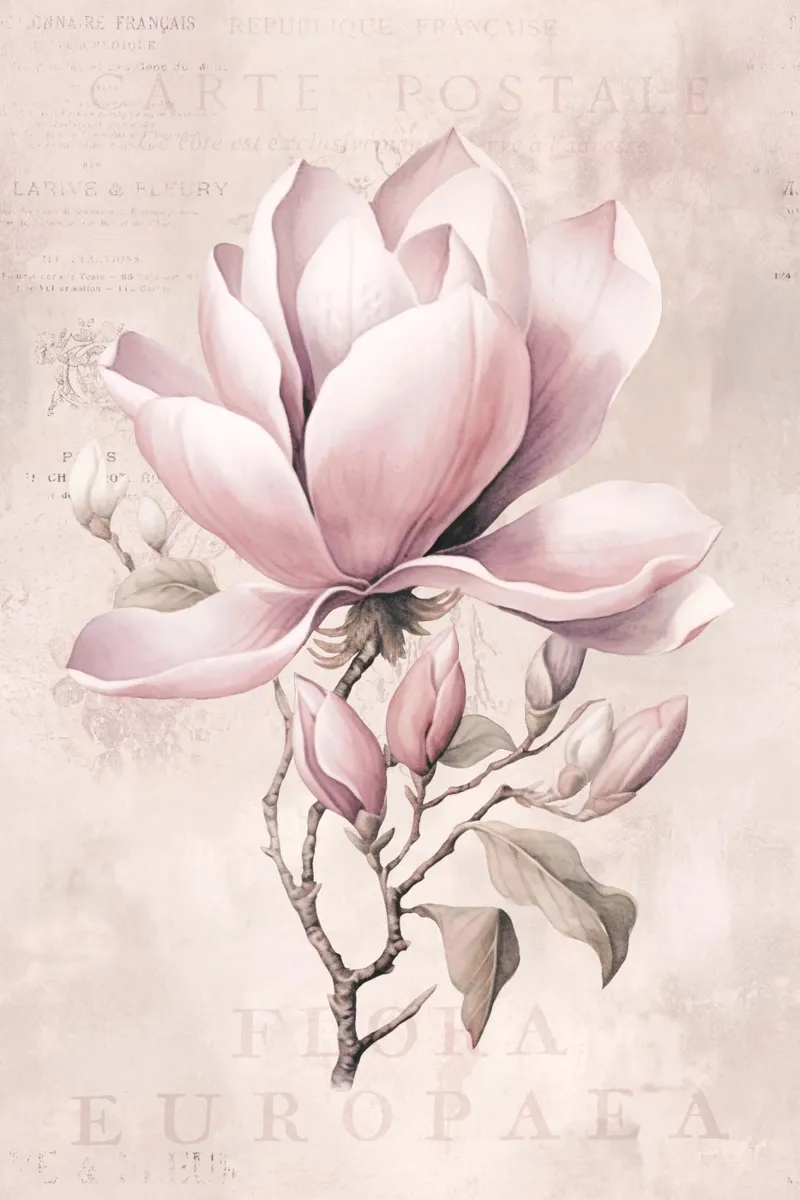 Magnolia Spring Romance Rosa Pastello II poster con telaio in legno da Andrea Haase Floral Passion