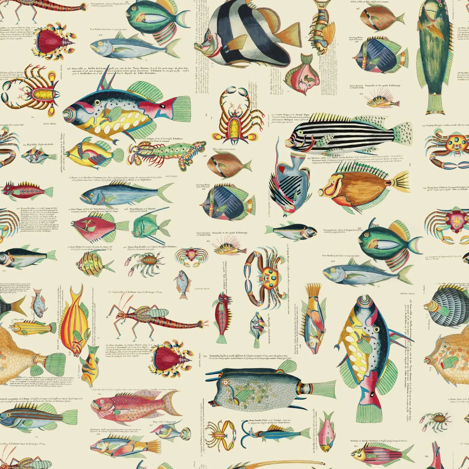 Illustrazione multicolore di pesci e vita marina pellicola backlit da Andrea Haase Vintage World