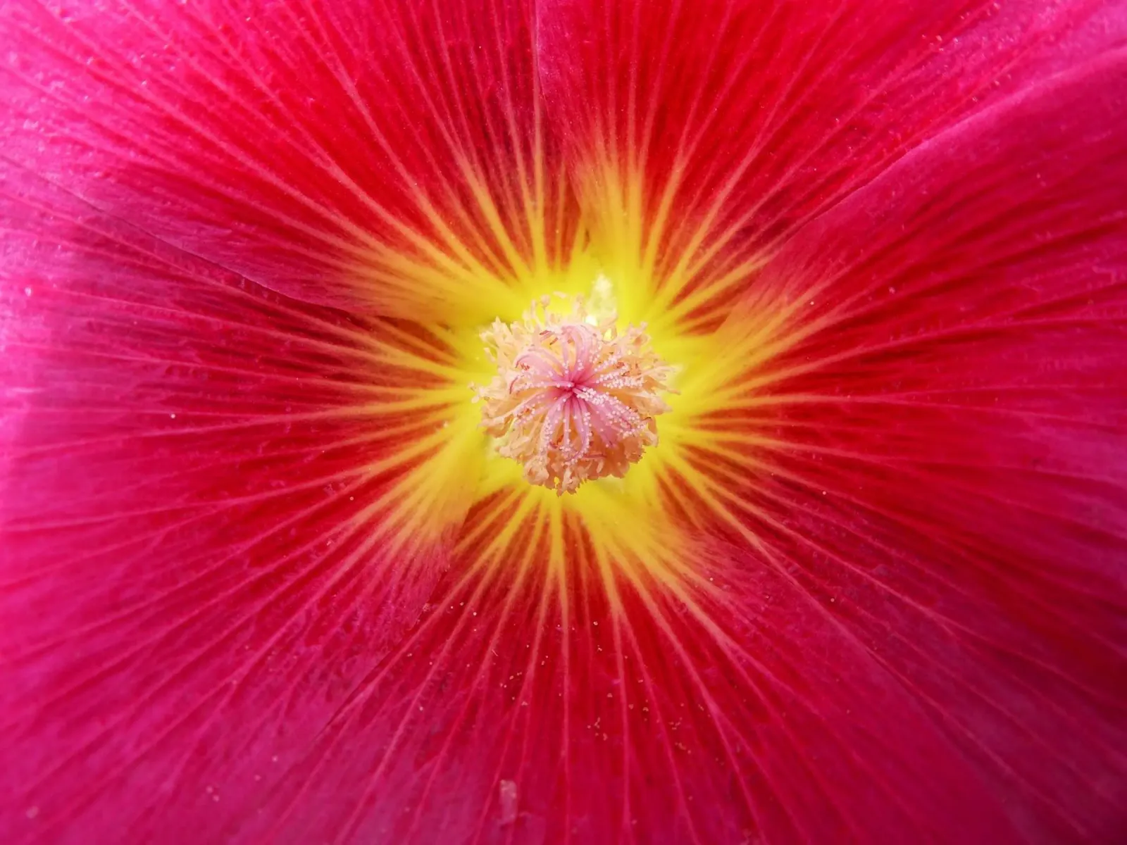 Nel fiore pellicola backlit da Massimo Frascogna