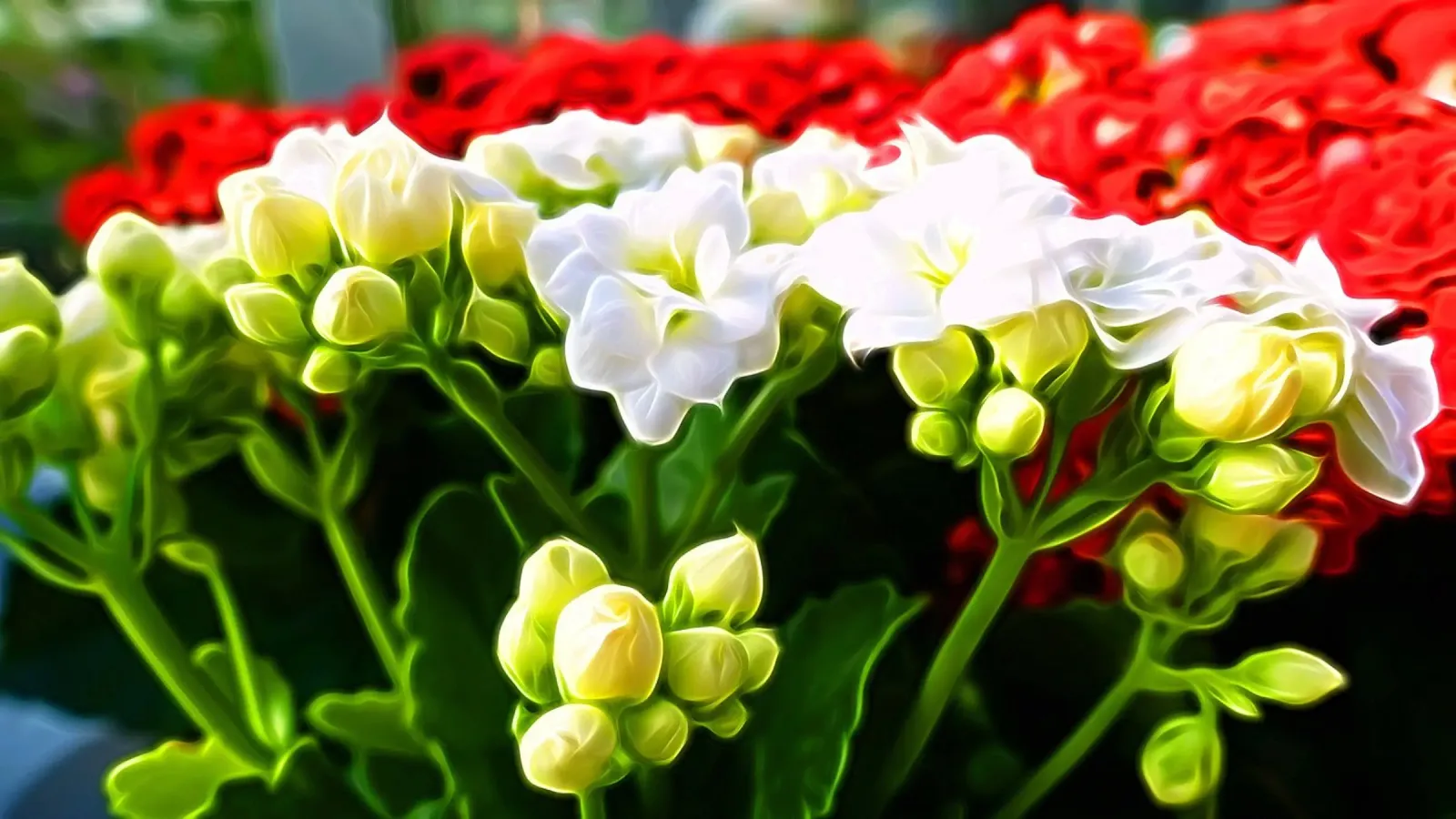 I fiori tela con Cornice a cassetta da Massimo Frascogna