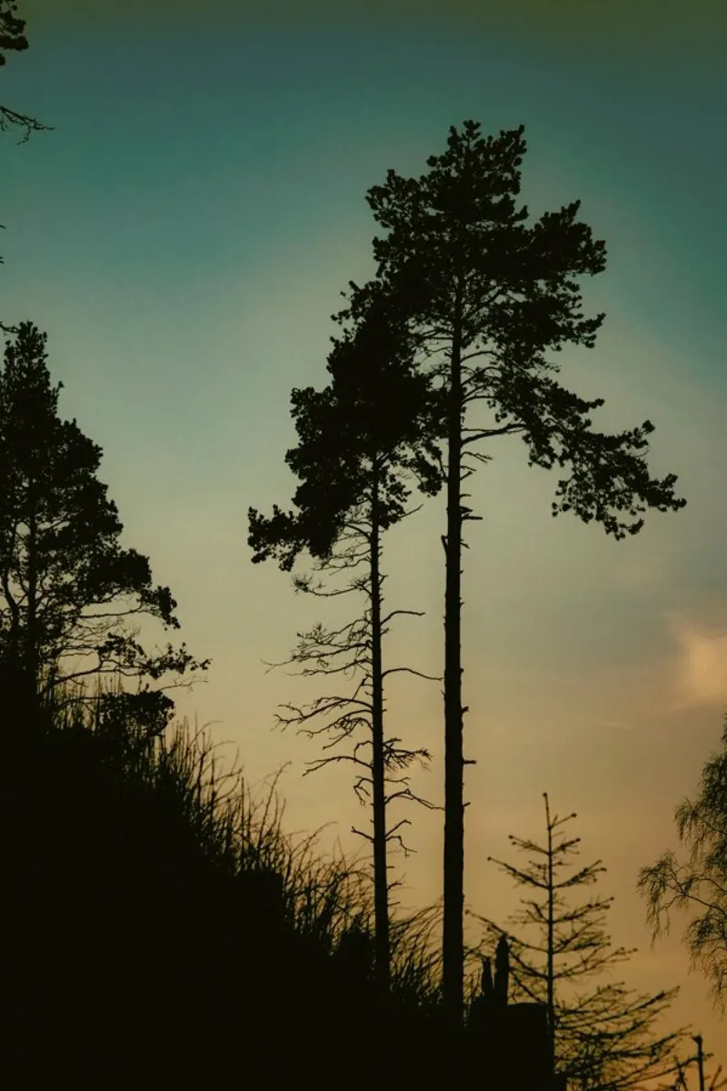 The Forest II pellicola backlit da Pale Grain