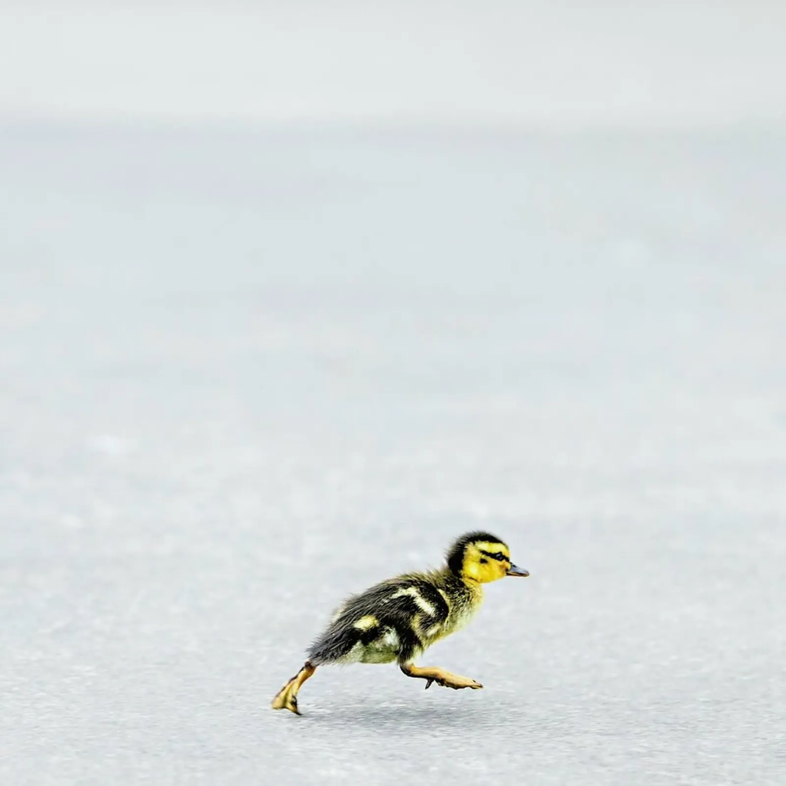 Duckling pellicola backlit da Charlotte Curd