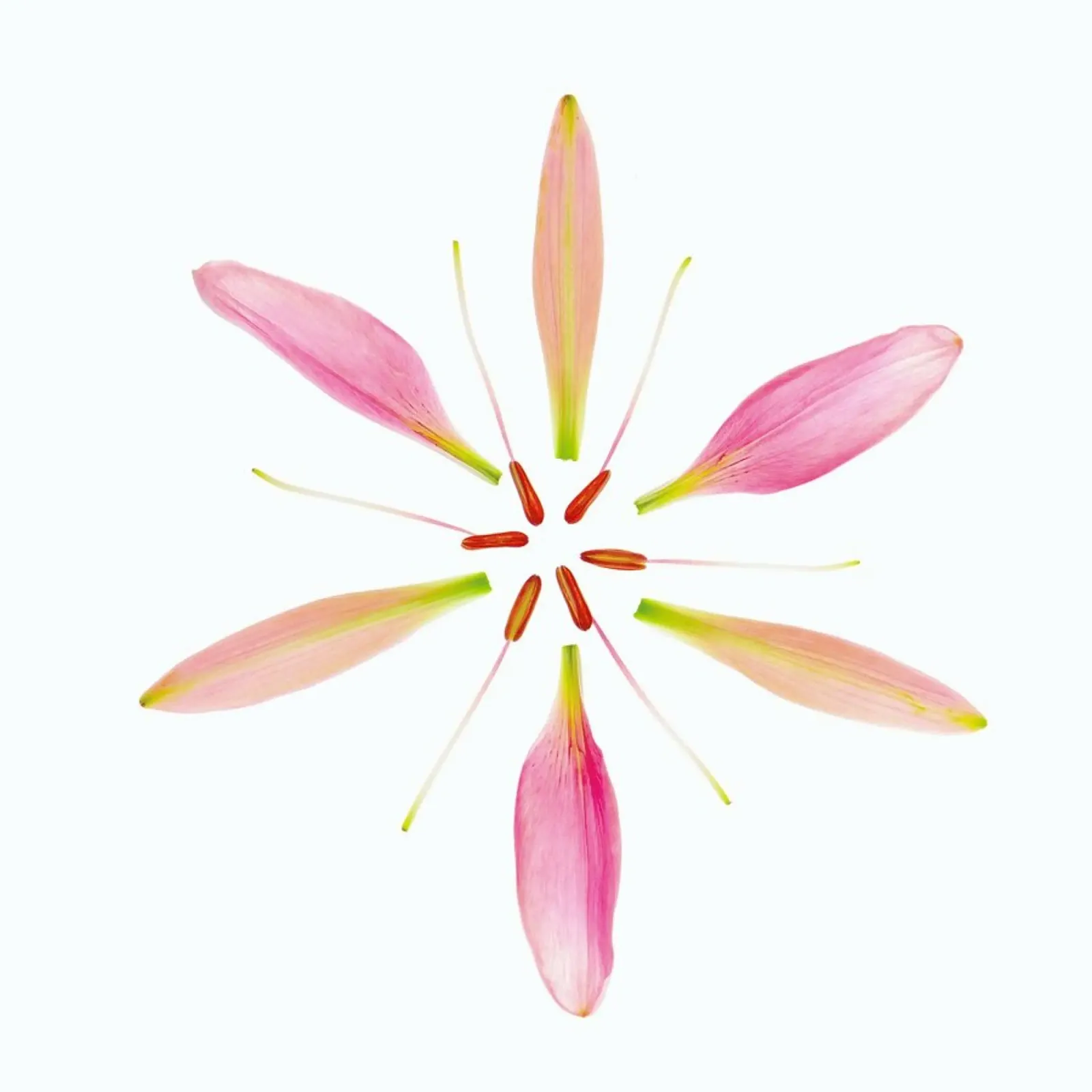 Lilly Flower aluminio dibond de Curious Collections by Marielle Leenders
