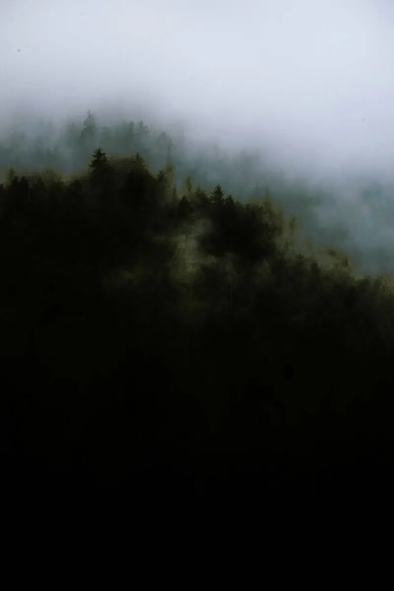 The Woods I backlit film by Dustin Janko