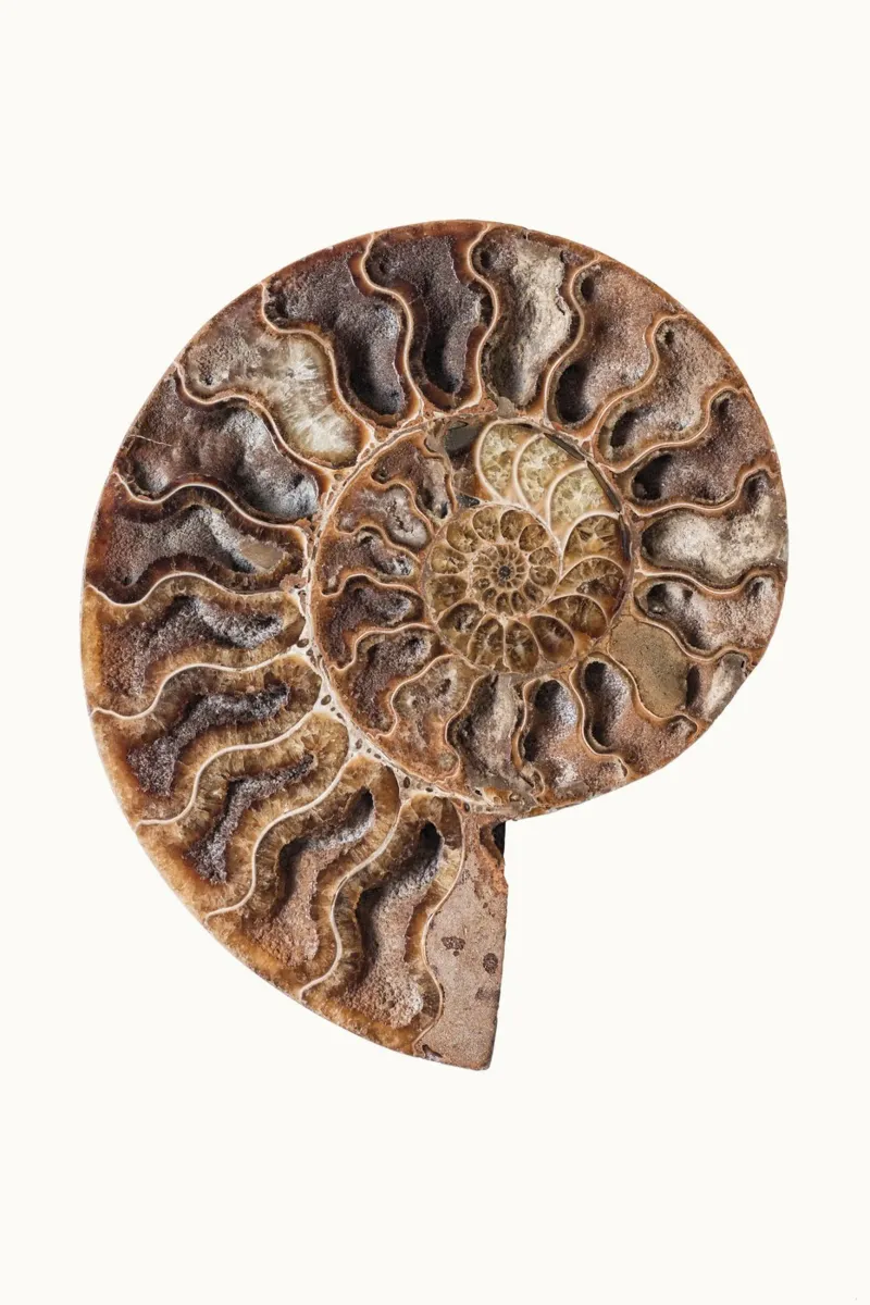 L'élégance à l'ancienne : Section transversale d'une coquille de nautile fossilisée Po toile de Curious Collections by Marielle Leenders