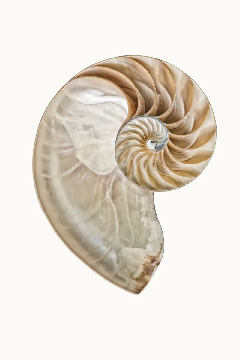 Natural Perfection: Cross-Section Nautilus Shell Poster hahnemühle by Curious Collections by Marielle Leenders