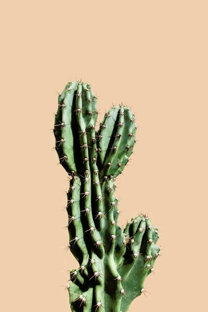 Cactus 01 pellicola backlit da Marc Schulthess