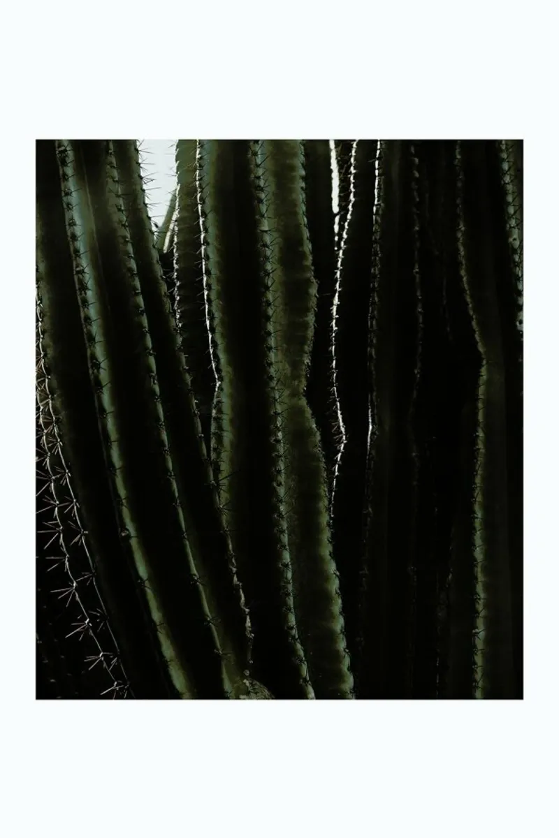 Cactus 01 pellicola backlit da Laura Palm