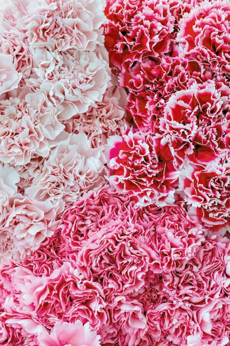 Carnation Flower poster avec cadre en aluminium de Curious Collections by Marielle Leenders