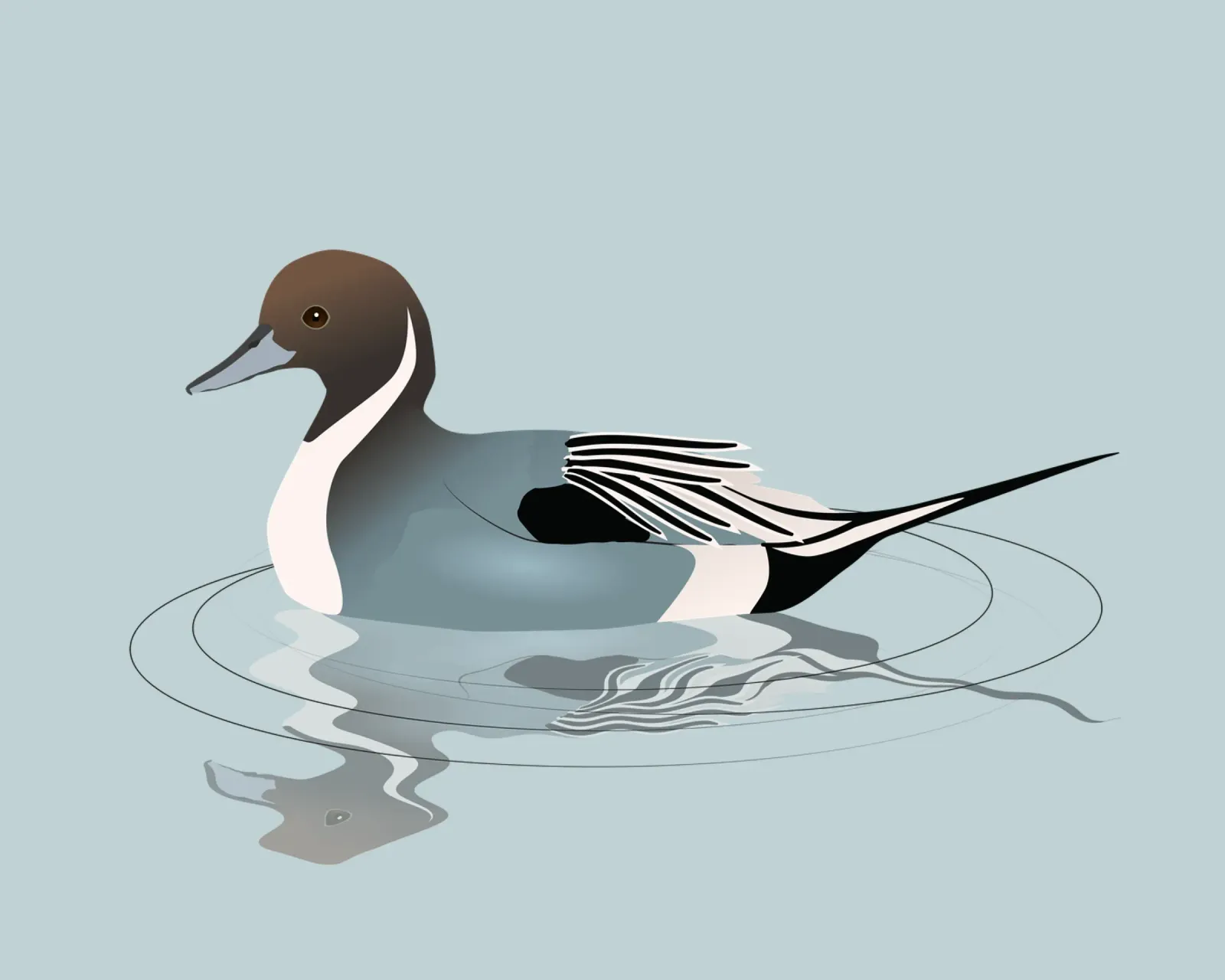 Illustrazione di un'anatra codina settentrionale pellicola backlit da BwiseLizzy