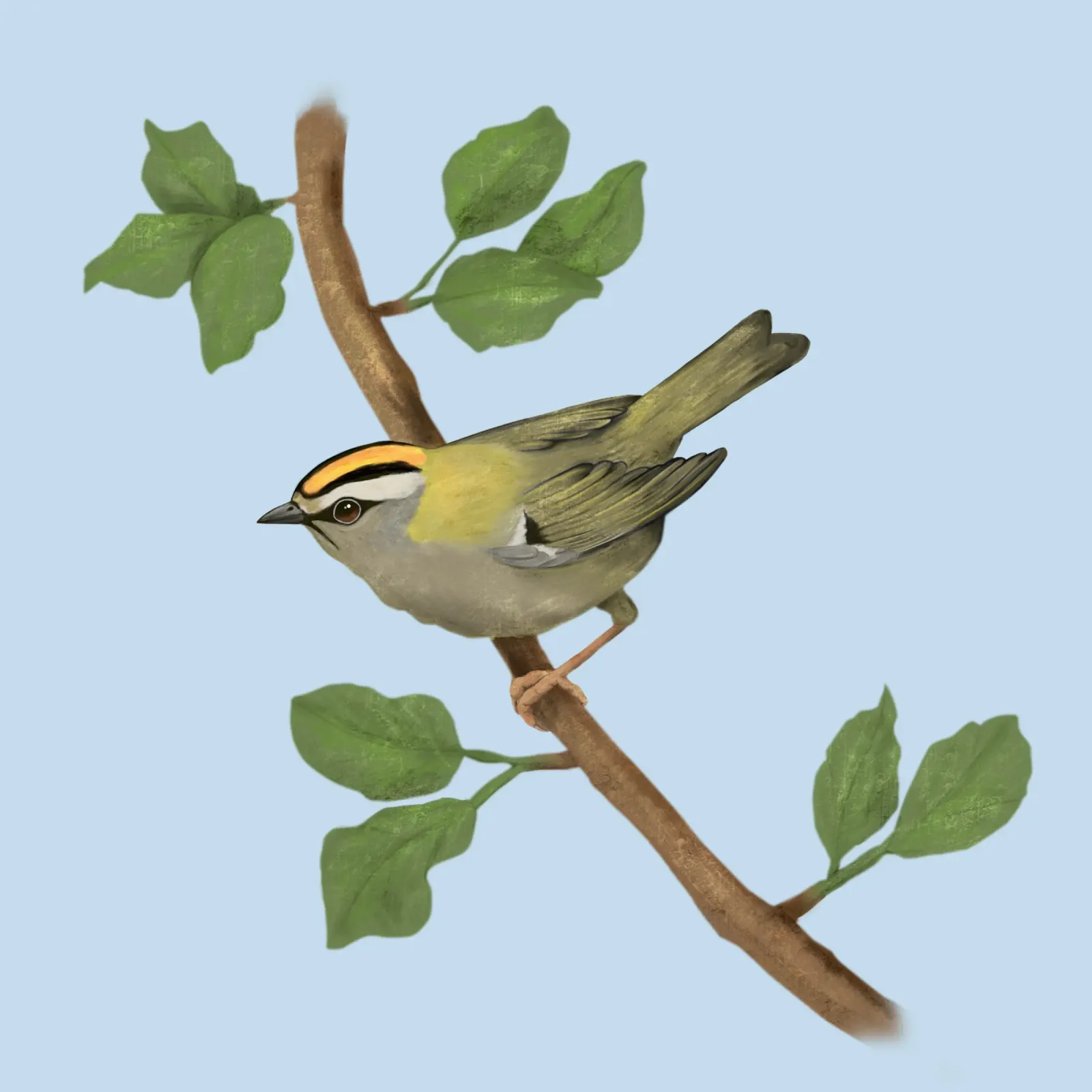 Disegno digitale di firecrest comune pellicola backlit da BwiseLizzy