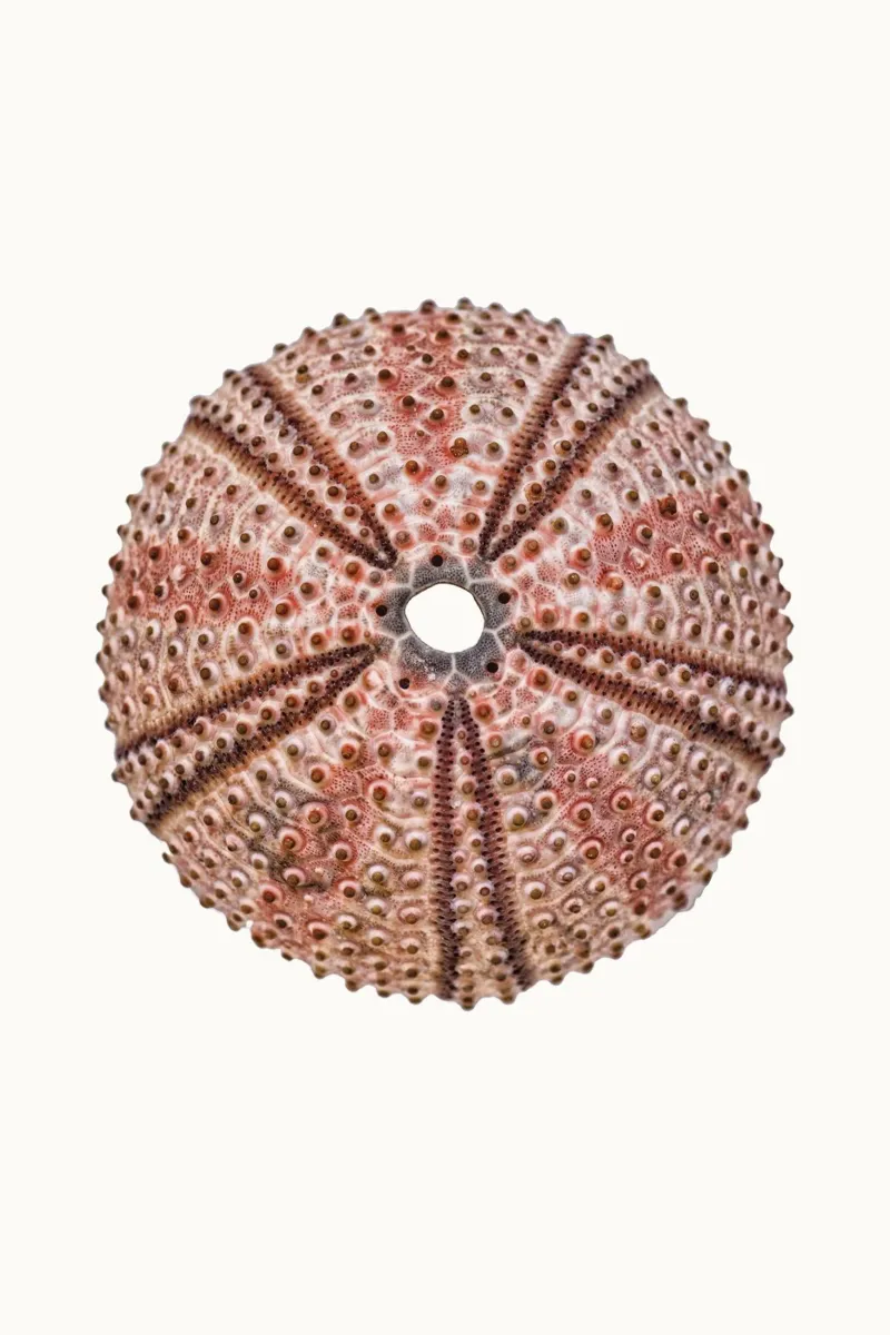 Squelette de Sea Urchin poster de Curious Collections by Marielle Leenders