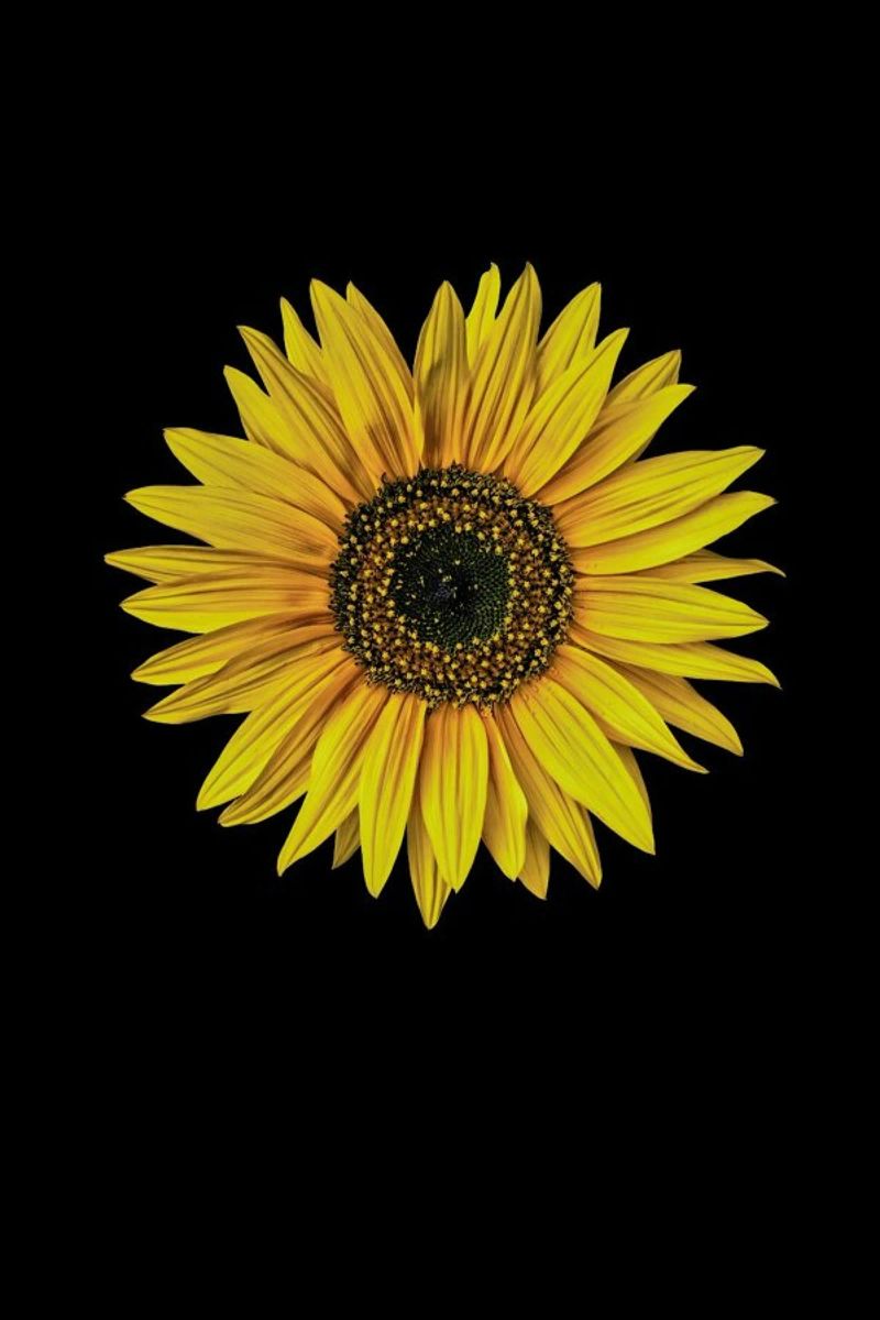 Sunflower poster by Curious Collections by Marielle Leenders